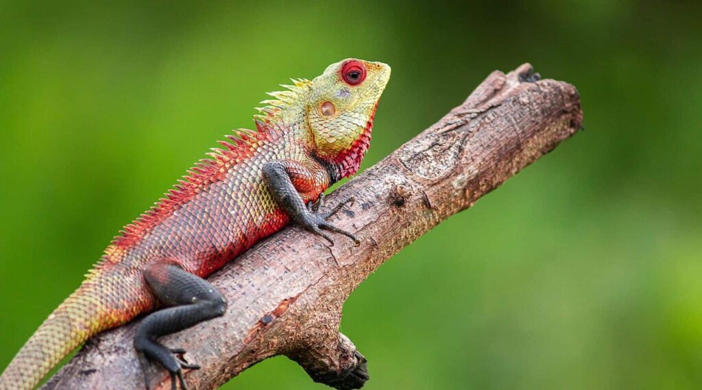 Színes gyík egy ágon ülve – az állatvilág különleges alkalmazkodásai