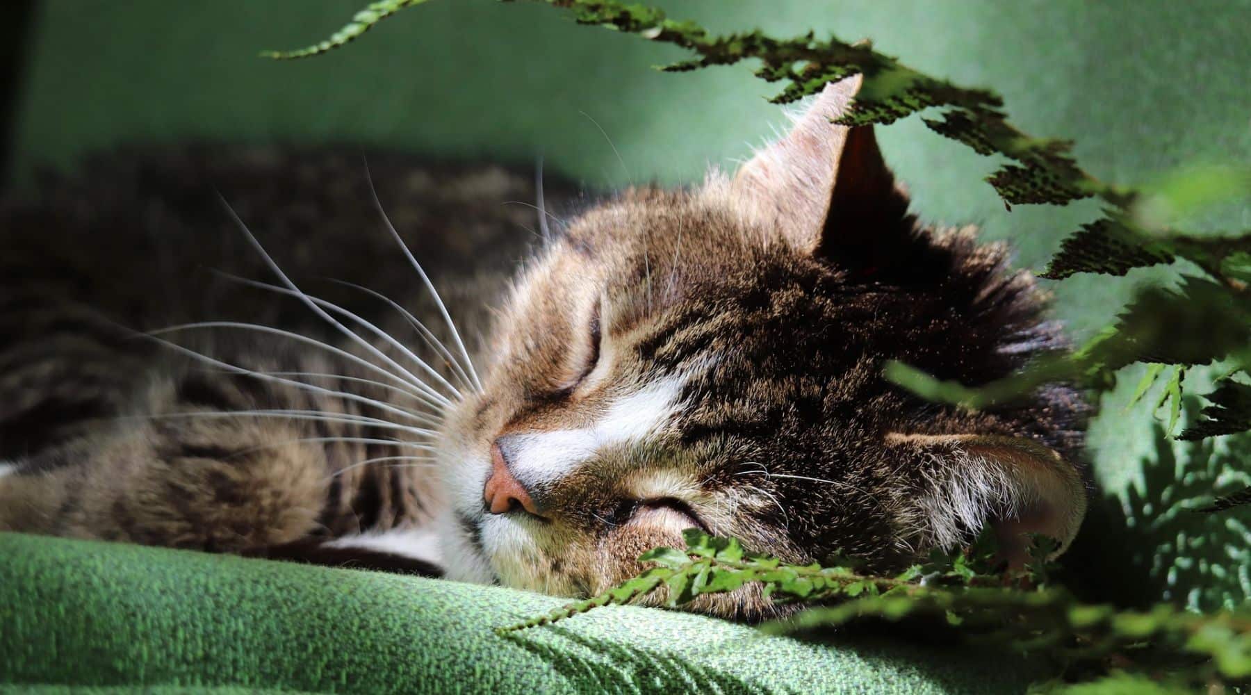 Miért alszanak olyan sokat a macskák?